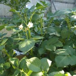 Patatoe plant