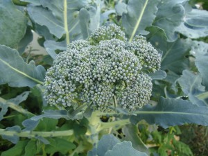 Broccoli ready for harvest (Oct 2013) 