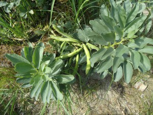 Tuinbonen - Broadbeans for harvesting in May!